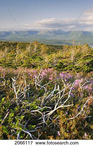 Stock Photo - View Of Flowers And Gros Morne Mountain At Sunset, Gros Morne Np, Newfoundland, Canada. Fotosearch