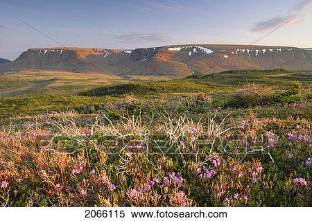 Stock Photography - View Of Flowers And Tablelands From Lookout Trail At Sunset, Gros Morne Np, Newfoundland, Canada. Fotosearch