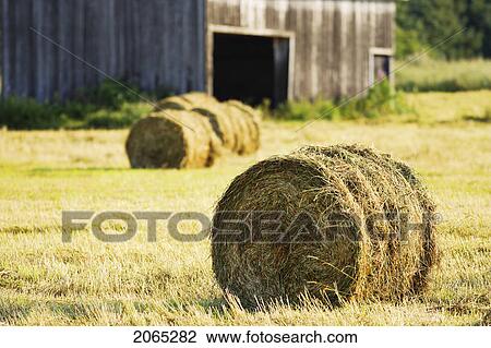 View Of Hay Bales And Barn, Bas-Saint-Laurent Region, Quebec, Canada View Large Photo Image Stock Image - View Of Hay Bales And Barn, Bas-Saint-Laurent Region, Quebec, Canada. Fotosearch