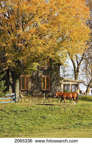 View Of Horse And House In Autumn Landscape, Eastern Townships, Quebec, Canada View Large Photo Image Stock Photograph - View Of Horse And House In Autumn Landscape, Eastern Townships, Quebec, Canada. Fotosearch