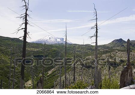 Picture - View Of Mt. St. Helens And Dead Trees Affected By 1980 Blast, Mount St. Helens National Volcanic Monument, Washington, Usa. Fotosearch