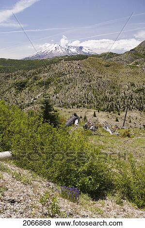 Stock Photo - View Of Mt. St. Helens And Dead Trees Affected By 1980 Blast, Mount St. Helens National Volcanic Monument, Washington, Usa. Fotosearch