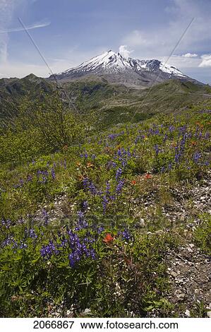 Stock Photo - View Of Mt. St. Helens And Wildflowers, Mount St. Helens National Volcanic Monument, Washington, Usa. Fotosearch