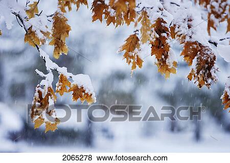 View Of Oak Leaves And Snow, Monteregie Region, Brossard, Quebec, Canada View Large Photo Image Stock Photo - View Of Oak Leaves And Snow, Monteregie Region, Brossard, Quebec, Canada. Fotosearch