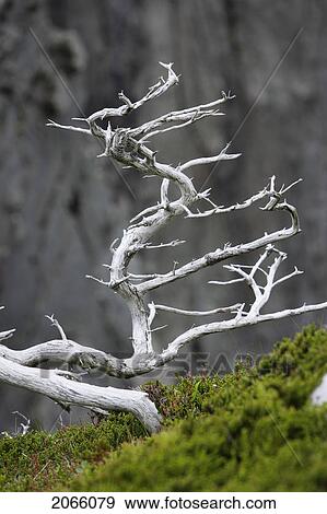 Stock Photo - View Of Old Tree, Trinity, Newfoundland, Canada. Fotosearch