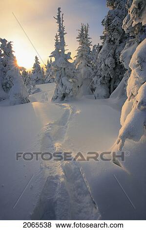 View Of Path And Snow-Covered Trees At Sunrise, Quebec, Canada View Large Photo Image Stock Photo - View Of Path And Snow-Covered Trees At Sunrise, Quebec, Canada. Fotosearch