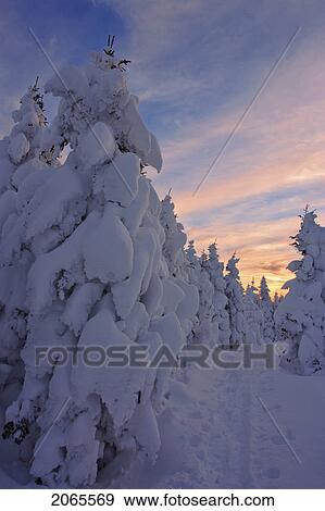 Stock Photo - View Of Path And Snow-Covered Trees At Pic De L'aube, Quebec, Canada. Fotosearch