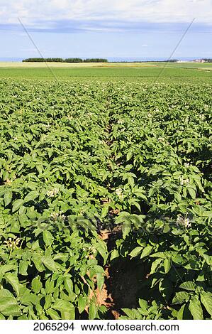View Of Potato Field, Bas-Saint-Laurent Region, Quebec, Canada View Large Photo Image Picture - View Of Potato Field, Bas-Saint-Laurent Region, Quebec, Canada. Fotosearch