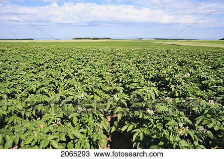 View Of Potato Field, Bas-Saint-Laurent Region, Quebec, Canada View Large Photo Image Stock Image - View Of Potato Field, Bas-Saint-Laurent Region, Quebec, Canada. Fotosearch