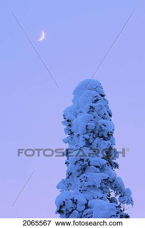 Stock Photo - View Of Snow-Covered Tree And Moon At Pic De L'aube, Quebec, Canada. Fotosearch