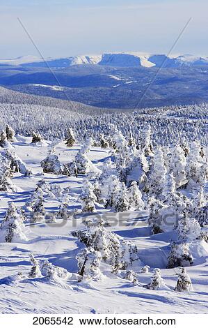 Stock Image - View Of Snow-Covered Trees And Mont Albert From Mont Logan, Quebec, Canada. Fotosearch