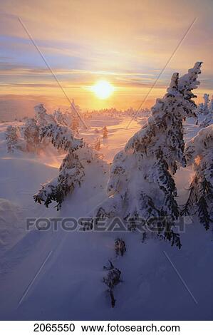 Stock Image - View Of Snow-Covered Trees At Mont Logan At Sunrise, Quebec, Canada. Fotosearch