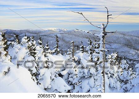 View Of Snow-Covered Trees At Pic De L'aube, Quebec, Canada View Large Photo Image Stock Image - View Of Snow-Covered Trees At Pic De L'aube, Quebec, Canada. Fotosearch