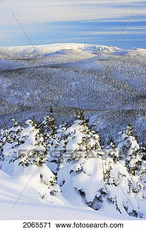 Stock Image - View Of Snow-Covered Trees At Pic De L'aube, Quebec, Canada. Fotosearch