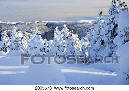 View Of Snow-Covered Trees At Pic De L'aube, Quebec, Canada View Large Photo Image Stock Image - View Of Snow-Covered Trees At Pic De L'aube, Quebec, Canada. Fotosearch