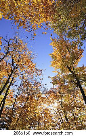 View Of Sugar Maple Trees In Fall, Bas-Saint-Laurent Region, Quebec. View Large Photo Image Stock Image - View Of Sugar Maple Trees In Fall, Bas-Saint-Laurent Region, Quebec.. Fotosearch