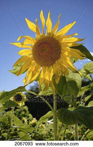 Stock Image - View Of Sunflower, Caplan, Gaspe Peninsula, Quebec. Fotosearch