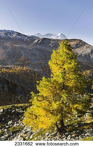 Stock Image - View of the mountain breithorn in the pennine alps; Valais switzerland. Fotosearch