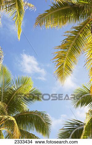Picture - View up to the blue sky and palm fronds; Honolulu hawaii united states of america. Fotosearch