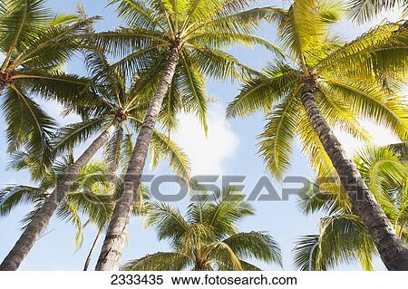 Stock Photography - View up to the blue sky and palm fronds; Honolulu hawaii united states of america. Fotosearch