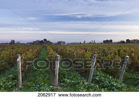 Stock Photo - Vineyard At Dawn - Pelham, Ontario, Canada. Fotosearch