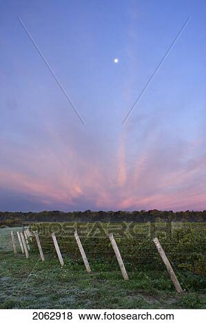 Vineyard At Dawn - Pelham, Ontario, Canada View Large Photo Image Stock Photo - Vineyard At Dawn - Pelham, Ontario, Canada. Fotosearch