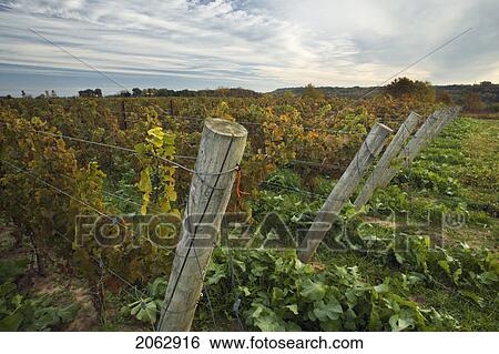 Stock Photograph - Vineyard At Dawn - Pelham, Ontario, Canada. Fotosearch