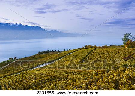 Vineyards and lake genova; Chexbres switzerland View Large Photo Image Stock Photography - Vineyards and lake genova; Chexbres switzerland. Fotosearch