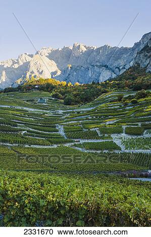 Vineyards; Chamoson valais switzerland View Large Photo Image Stock Image - Vineyards; Chamoson valais switzerland. Fotosearch