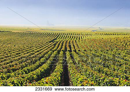 Stock Photo - Vineyards; Chamoson valais switzerland. Fotosearch
