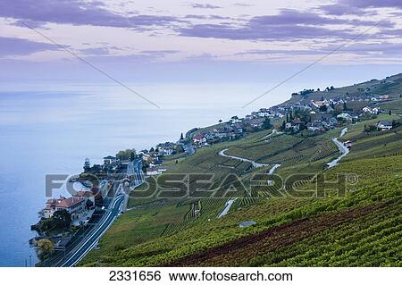 Vineyards rivaz village and lake genova; Rivaz switzerland View Large Photo Image Stock Photograph - Vineyards rivaz village and lake genova; Rivaz switzerland. Fotosearch