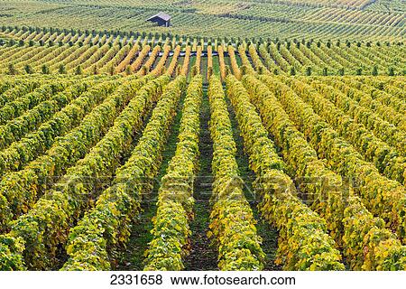 Stock Photo - Vineyards; Yvorne switzerland. Fotosearch