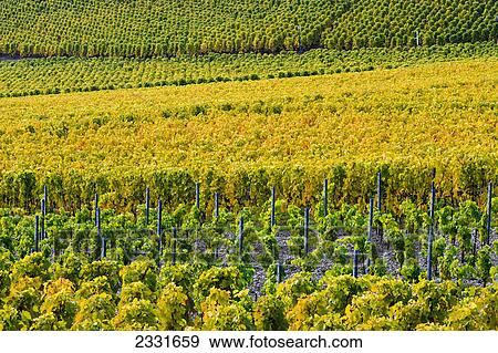 Vineyards; Yvorne switzerland View Large Photo Image Stock Photo - Vineyards; Yvorne switzerland. Fotosearch