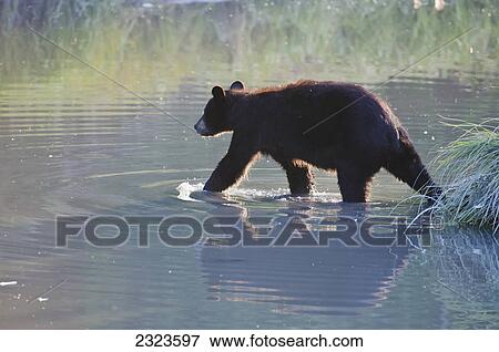 Stock Photo - Walking black bear (ursus americanus) reflected in calm waters of salmon spawning creek; Valdez alaska united states of america. Fotosearch