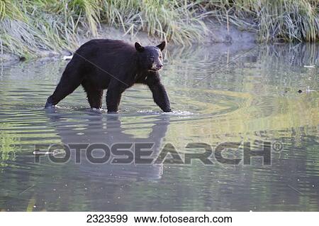 Stock Photo - Walking black bear (ursus americanus) reflected in calm waters of salmon spawning creek; Valdez alaska united states of america. Fotosearch