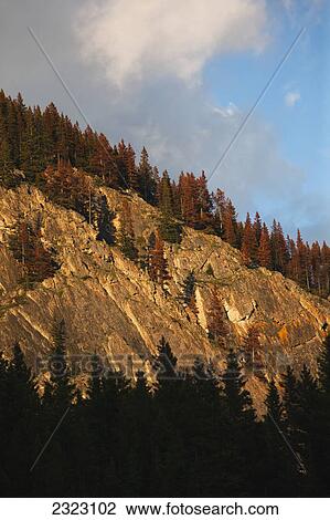 Stock Image - Warm evening light on a mountainside affected by mountain pine beetles (dendroctonus ponderosae); Kananaskis alberta canada. Fotosearch