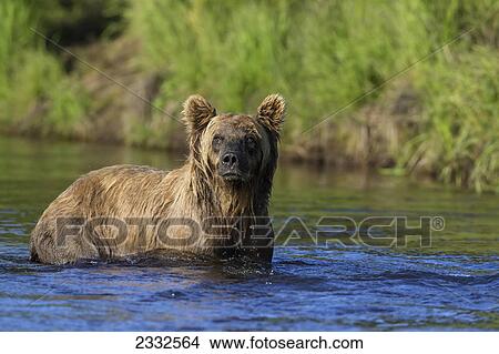 Watching for a potential salmon dinner a young brown bear wades down a small stream in katmai national park; Alaska united states of america View Large Photo Image Picture - Watching for a potential salmon dinner a young brown bear wades down a small stream in katmai national park; Alaska united states of america. Fotosearch