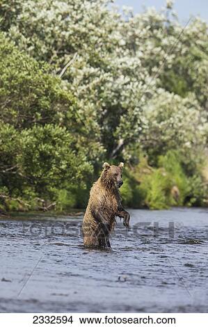 Watching for a potential salmon dinner a brown bear (ursus arctos) stands upright in a stream in katmai national park; Alaska united states of america View Large Photo Image Picture - Watching for a potential salmon dinner a brown bear (ursus arctos) stands upright in a stream in katmai national park; Alaska united states of america. Fotosearch