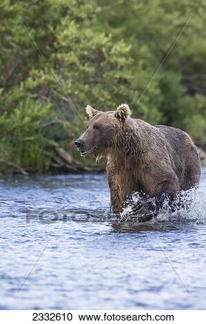 Watching for a potential salmon dinner a brown bear (ursus arctos) wades down a small stream in katmai national park; Alaska united states of america View Large Photo Image Stock Image - Watching for a potential salmon dinner a brown bear (ursus arctos) wades down a small stream in katmai national park; Alaska united states of america. Fotosearch