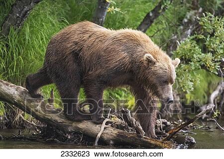 Watching for a potential salmon dinner a brown bear walks out on a log to get a better view of the sockeye salmon in katmai national park; Alaska united states of america View Large Photo Image Stock Image - Watching for a potential salmon dinner a brown bear walks out on a log to get a better view of the sockeye salmon in katmai national park; Alaska united states of america. Fotosearch