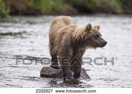Watching for a potential salmon dinner a young brown bear stands on a rock midstream to get a better view of sockeye salmon in katmai national park; Alaska united states of america View Large Photo Image Stock Photo - Watching for a potential salmon dinner a young brown bear stands on a rock midstream to get a better view of sockeye salmon in katmai national park; Alaska united states of america. Fotosearch