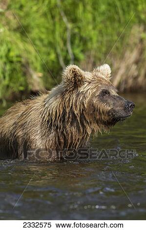 Watching for a potential salmon dinner a young brown bear wades down a small stream in katmai national park; Alaska united states of america View Large Photo Image Stock Photography - Watching for a potential salmon dinner a young brown bear wades down a small stream in katmai national park; Alaska united states of america. Fotosearch