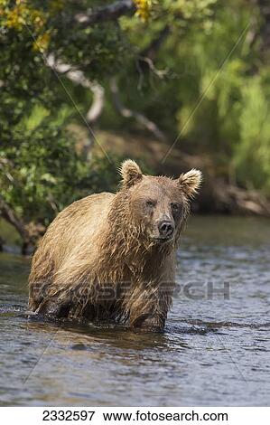 Watching for its next meal a brown bear (ursus arctos) wades up a small stream in katmai national park; Alaska united states of america View Large Photo Image Stock Photo - Watching for its next meal a brown bear (ursus arctos) wades up a small stream in katmai national park; Alaska united states of america. Fotosearch