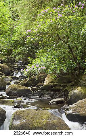 Stock Image - Water cascading over rocks in a river with blossoming shrubs on the shore near torc waterfall; Killarney county kerry ireland. Fotosearch