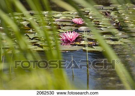 Water Lily, Whistler, Bc Canada View Large Photo Image Stock Image - Water Lily, Whistler, Bc Canada. Fotosearch