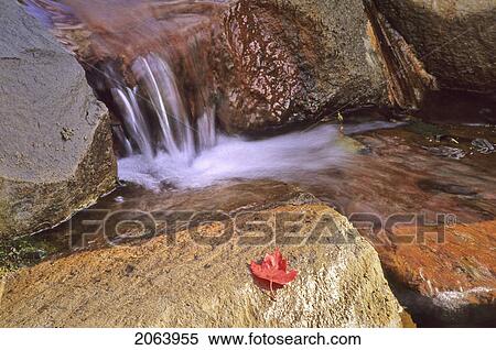 Stock Photography - Waterfall Flows Over Rocks With Red Maple Leaf In Foreground, Whistler, Bc Canada. Fotosearch