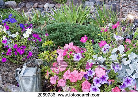 Watering Can In Flower Garden, Manitoba, Canada View Large Photo Image Stock Photograph - Watering Can In Flower Garden, Manitoba, Canada. Fotosearch