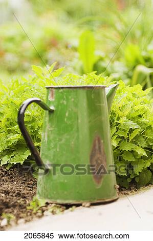 Watering Can In The Garden, Poland View Large Photo Image Stock Photography - Watering Can In The Garden, Poland. Fotosearch