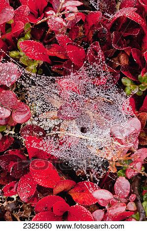 Web of funnel weaver spider covered with dew and red tundra vegetation in autumn denali national park; Alaska united states of america View Large Photo Image Stock Image - Web of funnel weaver spider covered with dew and red tundra vegetation in autumn denali national park; Alaska united states of america. Fotosearch