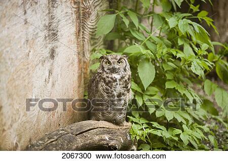 Stock Image - Western Screech Owl (Otus Kennicottii), North Island Wildlife Recovery Centre, A Rehabilitation Refuge For Sick, Injured, And Orphaned Wildlife, Parksville, Vancouver Island, British Columbia, Canada.. Fotosearch